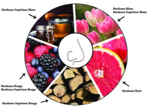 Comment déguster un vin de Bordeaux ? 6 odeurs-photos